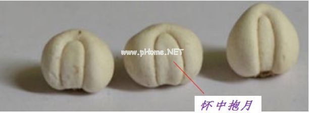 贝母家族兄弟多，长房“川贝”如何认？