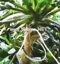 宁吃荠菜鲜，不与灵丹换
