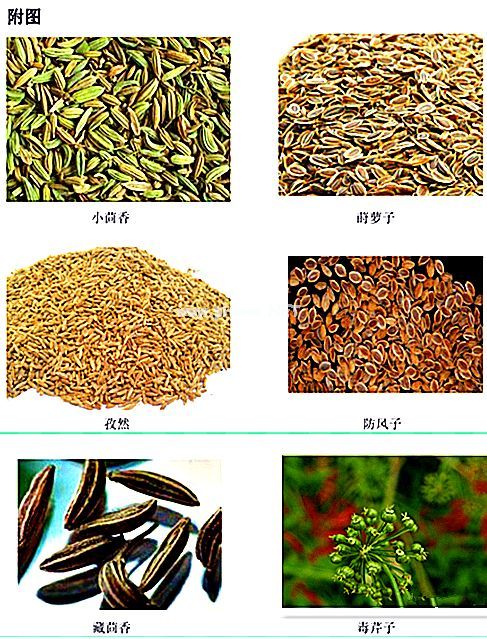 厨房里药食同源的中药一小茴香
