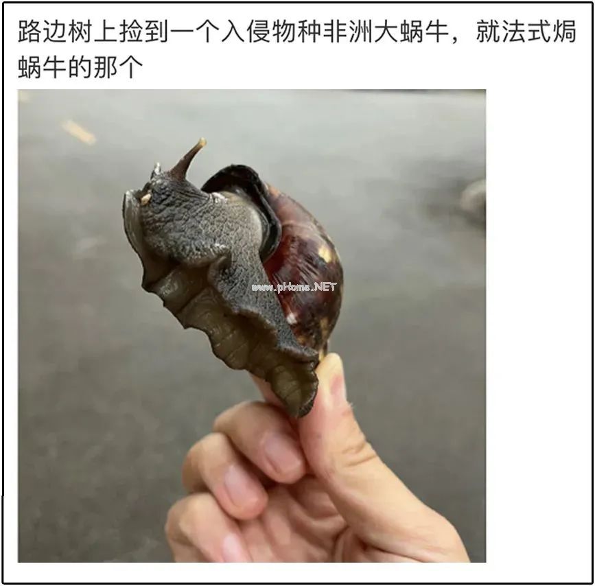 下雨后看到这种动物，千万别碰！立刻弄死！