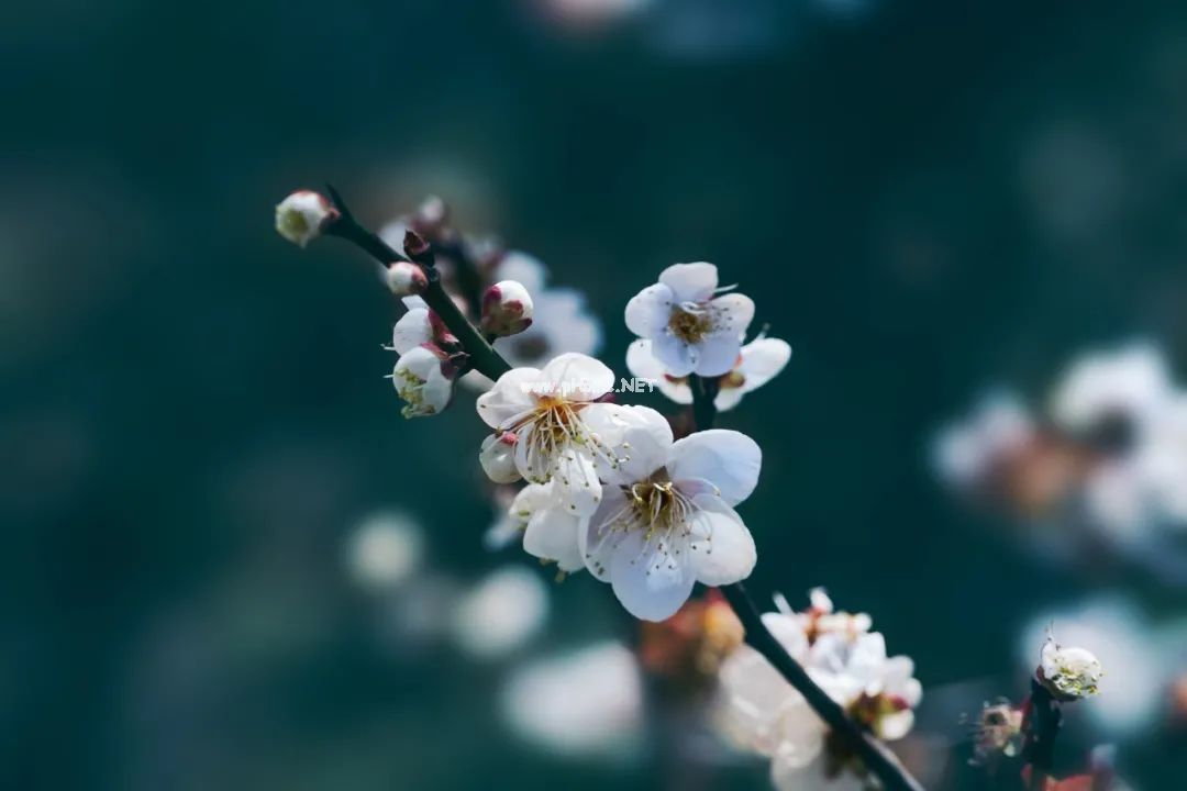 梅花不仅可以观赏，还可以美容、泡茶、煮粥、入药……