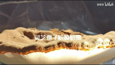 它价格居高不下，还倍受追捧...灵芝孢子粉和灵芝子实体到底怎么选？