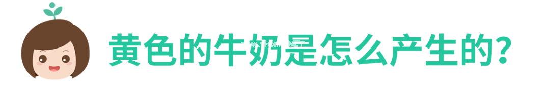 颜色偏黄的牛奶营养价值更高？真相让人意外！