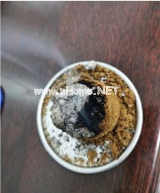 疫疠横行话苍术