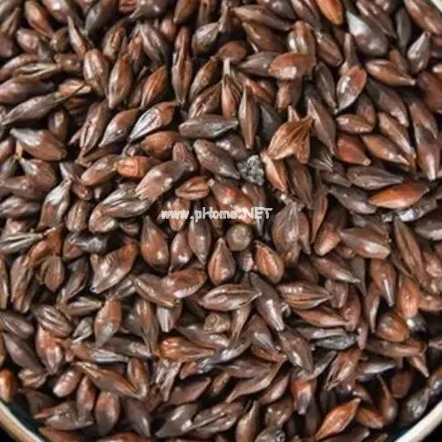 麦芽金灿灿，疏肝行气、回乳消胀价值高