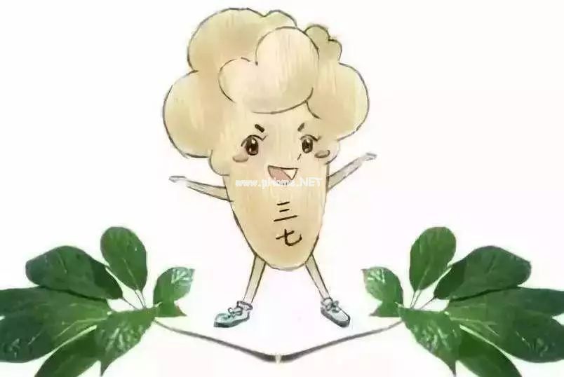 三七粉，您吃对了吗？