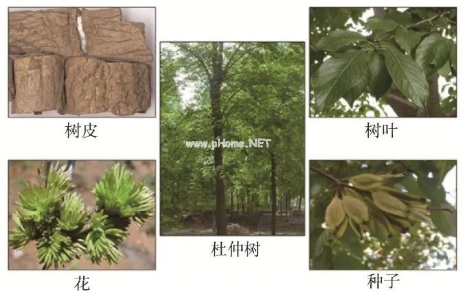 补肾壮阳强腰膝，神奇的杜仲不可少