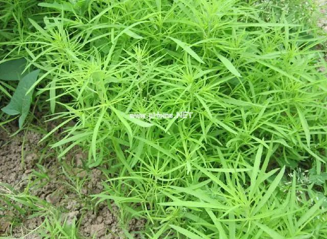 用了30年的治疗皮肤瘙痒的方子