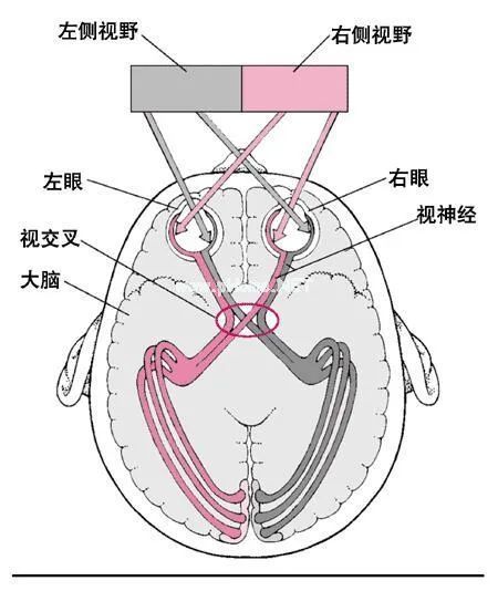 孩子的眼睛也会“偷懒”，歪头、眯眼……出现这些症状得小心