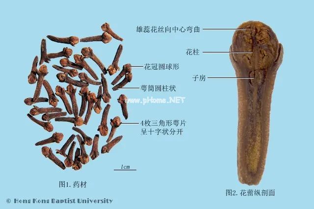 丁香是一味怎样的药材？