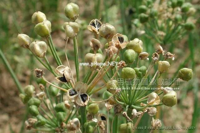 这味蔬菜被称为“壮阳草”，最适合春天吃