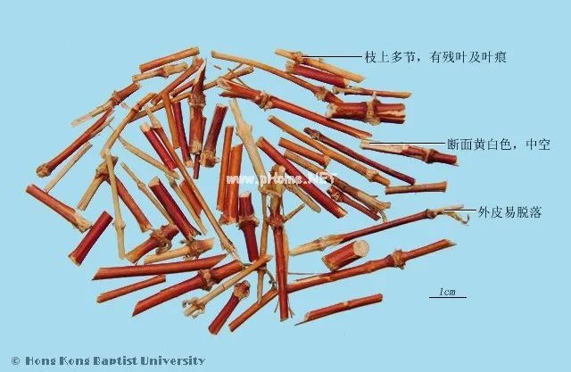 凌冬不凋，藤绽金银——忍冬