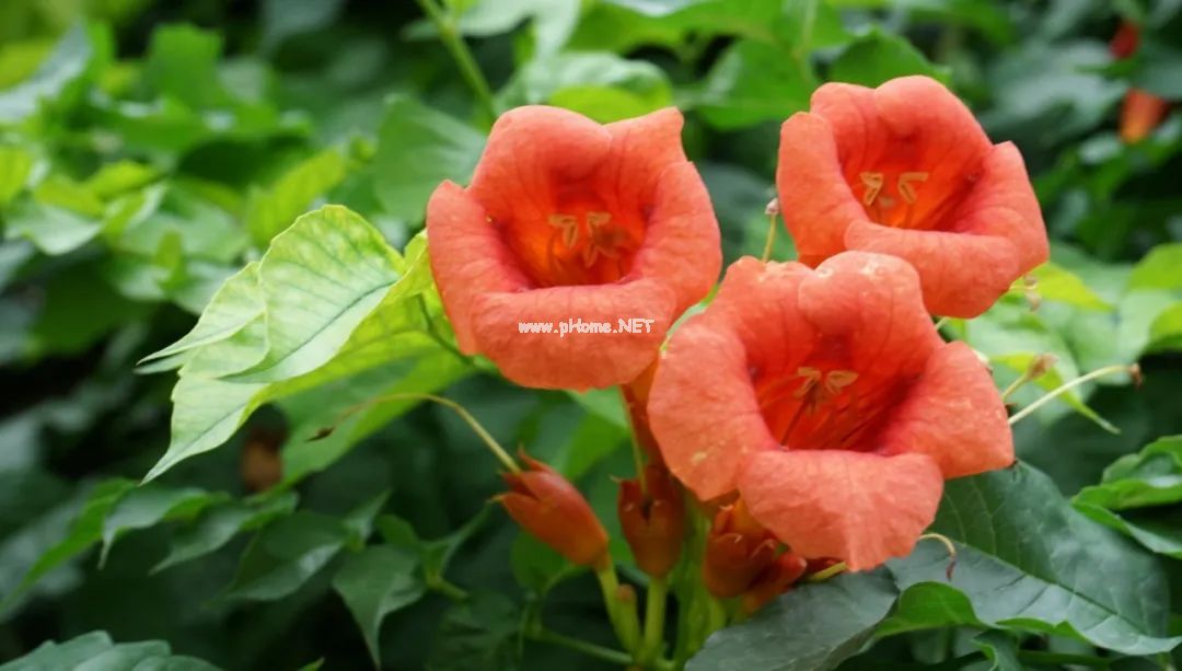夏天墙头绽放的凌霄花，原来是个好药材