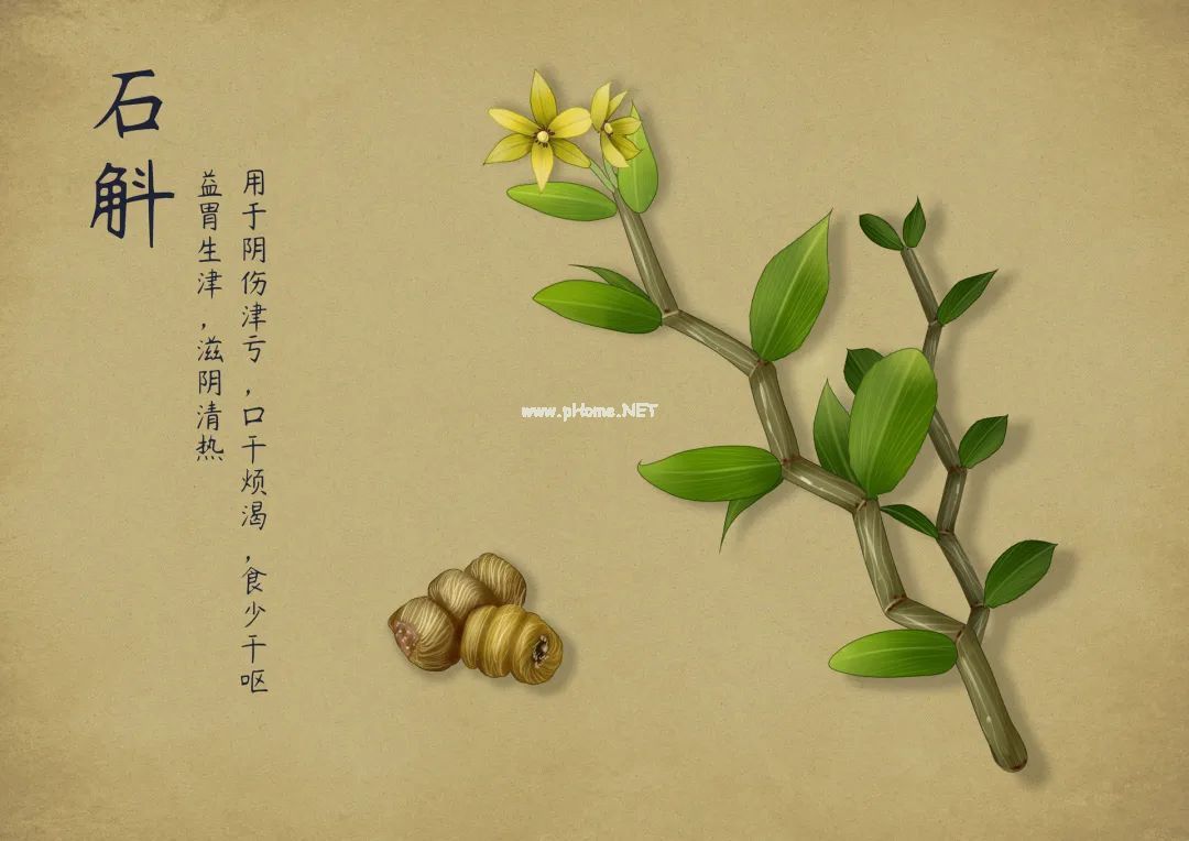 紫楹仙姝何处寻！中华九大仙草之首『石斛』