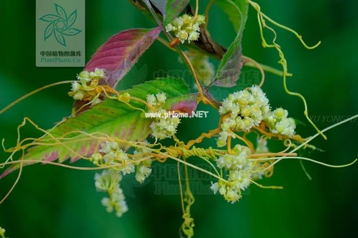 《诗经》里的菟丝子，既是诗人笔下爱情，又是医家方中良药