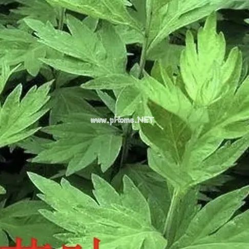 同样是艾草，野艾与艾叶区别有多大？