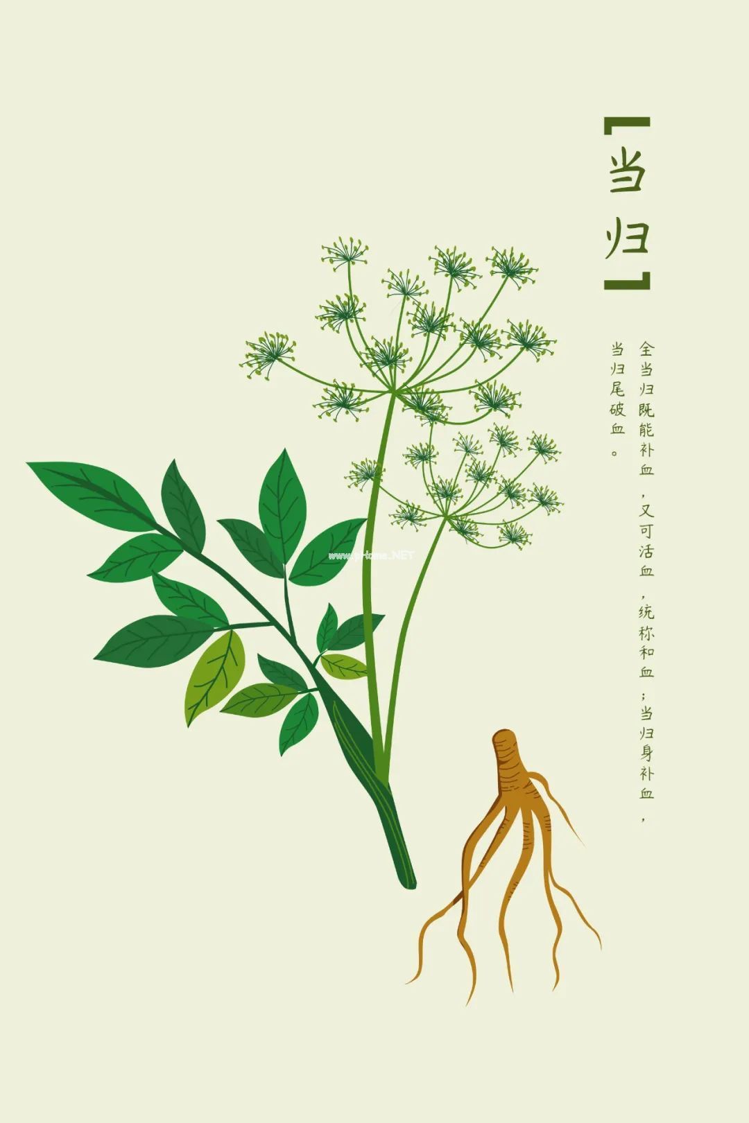 防寒宝贝——当归 防寒宝贝——当归