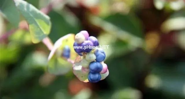 带状疱疹（蛇缠腰），只需一味草药，治标又治本