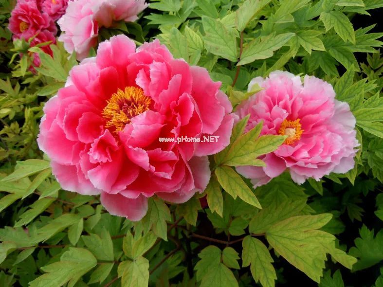 绝代只西子，众芳惟牡丹