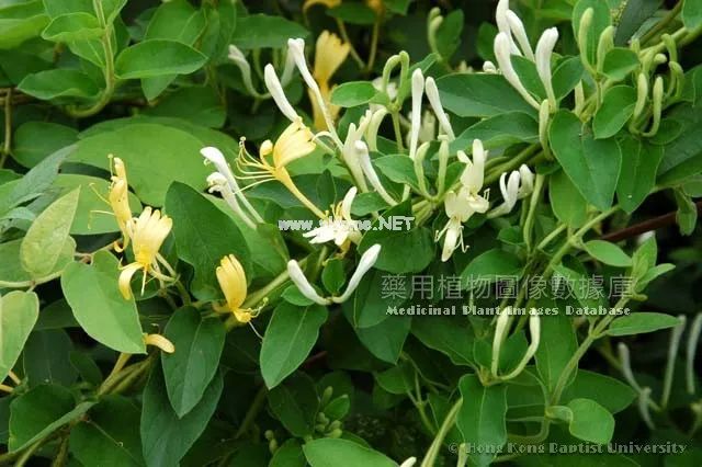 解暑灵药——金银花露