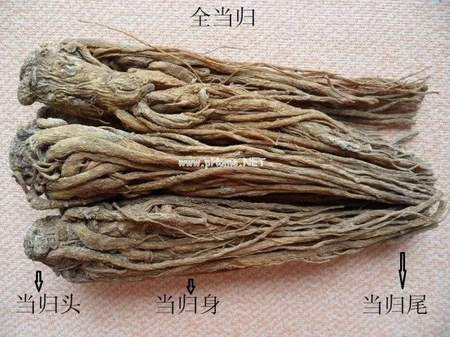 厨房里的补血要药——当归