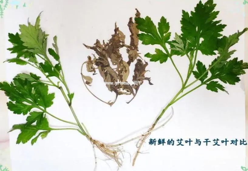 我有艾草青青，艾香悠悠妙用多