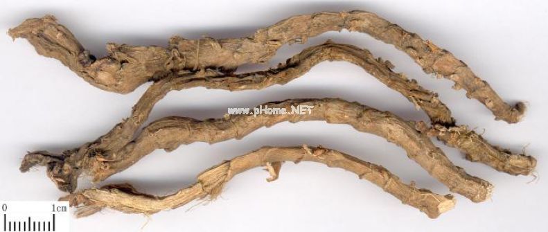 石菖蒲和九节菖蒲是同一种中药吗？