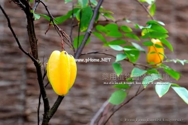 杨桃：清甜多汁的星星果，这种人千万不能吃！