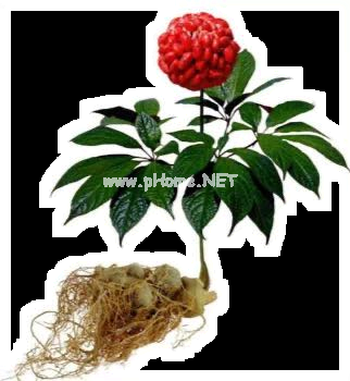 腰部疼痛什么中药最有效？
