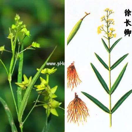 药名传情——雪见、景天、紫萱、长卿，是谁的DNA动了（二）